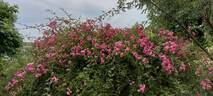 Minnehaha rose photo