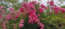 Minnehaha rose photo