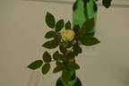 Irresistible rose photo