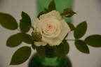 Irresistible rose photo