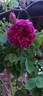 Noella Nabonnand rose photo
