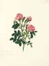 Double Mossy Sweetbriar rose photo