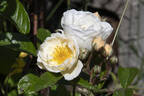 Oriole rose photo