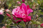 Papa Gontier rose photo