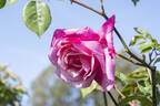 Papa Gontier rose photo