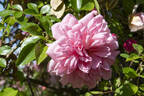 Paul Noël rose photo