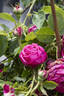 Paul Verdier rose photo