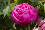 Paul Verdier rose photo