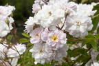 Paul's Himalayan Musk Rambler rose photo