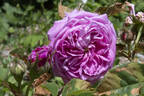 Perle von Weissenstein rose photo