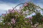 Pink Roamer rose photo
