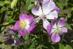 Pink Roamer rose photo