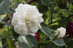 Princesse de Lamballe rose photo
