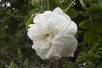 Princesse de Lamballe rose photo