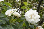 Princesse de Lamballe rose photo