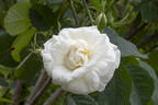 Princesse de Lamballe rose photo