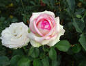 Biedermeier ® rose photo