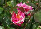 Brocéliande ® rose photo