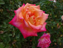 Bronze Sunset rose photo