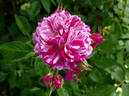 Burlesque rose photo