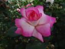 California Dreamin' ™ rose photo