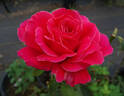 Candy Apple rose photo