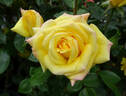 Charter 700 rose photo