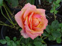 Cherry Brandy rose photo