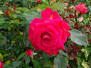 Christine's Dream rose photo