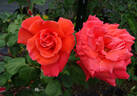 Christopher Columbus rose photo