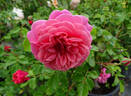 Christopher Marlowe rose photo