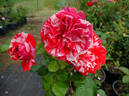 City of Carlsbad ™ rose photo