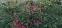 Parkjuwel rose photo