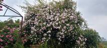 Paul's Himalayan Musk Rambler rose photo