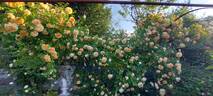 Pegasus rose photo