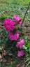 Morlettii rose photo