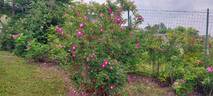 <i>Rosa pendulina</i> L. rose photo