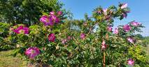 <i>Rosa pendulina</i> L. rose photo
