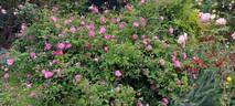 Petite Orléanaise rose photo