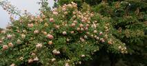 Phyllis Bide rose photo
