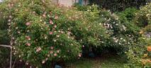 Plaisanterie rose photo