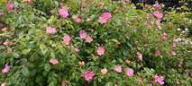 Plaisanterie rose photo