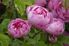 Raubritter rose photo