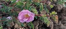Poppius rose photo