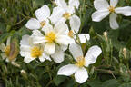 Reverend Seidel rose photo