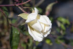 Rival de Paestum rose photo