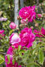 Rosary rose photo
