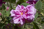 Rose de Puteaux rose photo