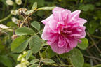 Rose de Puteaux rose photo