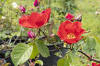 Sarabande, Cl. ® rose photo